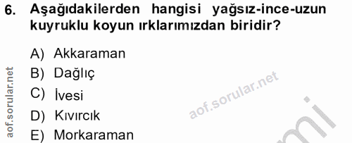 6. soru: Aşağıdakilerden hangisi yağsız-ince-uzun kuyruklu koyun ırklarımızdan biridir? A) Akkaraman B) Dağlıç C) Ivesi D) Kıv…