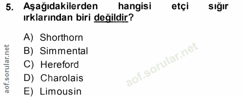 5. soru: Aşağıdakilerden hangisi etçi sığır ırklarından biri değildir? A) Shorthorn B) Simmental C) Hereford D) Charolais E) L…