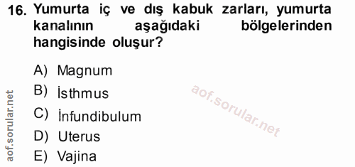 16. soru: Yumurta iç ve dış kabuk zarları, yumurta kanalının aşağıdaki bölgelerinden hangisinde oluşur? A) Magnum B) İsthmus C)…