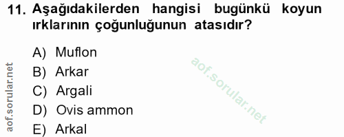 11. soru: Aşağıdakilerden hangisi bugünkü koyun ırklarının çoğunluğunun atasıdır? A) Mufion B) Arkar C) Argali D) Ovis ammon E)…