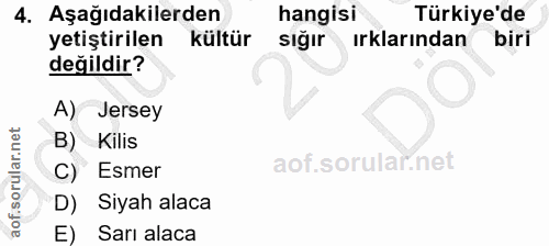 4. soru: Aşağıdakilerden hangisi Türkiye'de yetiştirilen kültür siğır ırklarından biri değildir? A) Jersey Kilis C) Esmer D) S…