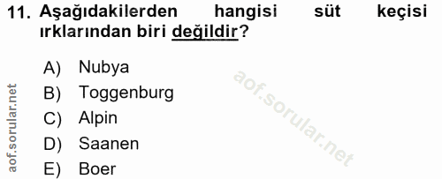 11. soru: Aşağıdakilerden hangisi süt keçisi ırklarından biri değildir? A) Nubya B) Toggenburg C) Alpin D) Saanen E) Boer