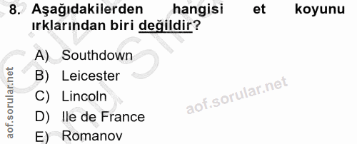 8. soru: Aşağıdakilerden hangisi et koyunu ırklarından biri değildir? A) Southdown B) Leicester C) Lincoln D) Ile de France E)…