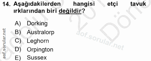 14. soru: Aşağıdakilerden hangisi etçi tavuk ırklarından biri değildir? A) Dorking B) Australorp C). Leghorn D) Orpington E) Su…