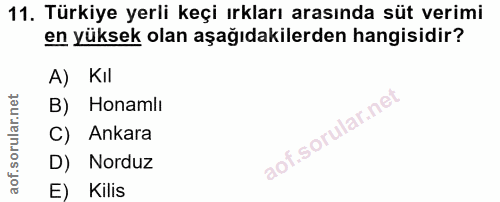 11. soru: Türkiye yerli keçi ırkları arasında süt verimi en yüksek olan aşağıdakilerden hangisidir? A) Kil B) Honamlı C) Ankara…