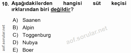 10. soru: Aşağıdakilerden hangisi süt keçisi ırklarından biri değildir? A) Saanen B) Alpin C) Toggenburg D) Nubya E) Boer