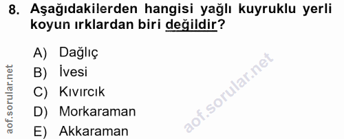 8. soru: Aşağıdakilerden hangisi yağlı kuyruklu yerli koyun ırklardan biri değildir? A) Daglıç B) Ivesi C) Kıvırcık D) Morkara…