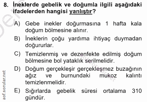 8. soru: Ineklerde gebelik ve doğumla ilgili aşağıdaki ifadelerden hangisi yanlıştır? A) Gebe inekler doğurmasına 1 hafta kala…