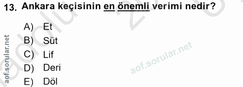 13. soru: Ankara keçisinin en önemli verimi nedir? A) Et B) Süt C) Lif D) Deri E) Döl