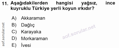 11. soru: Aşağıdakilerden hangisi yağsız, ince kuyruklu Türkiye yerli koyun ırkıdır? A) Akkaraman B) Dağlıç C) Karayaka D) Mork…