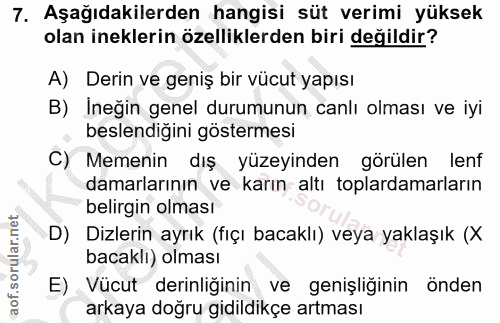 7. soru: Aşağıdakilerden hangisi süt verimi yüksek olan ineklerin özelliklerden biri değildir? A) Derin ve geniş bir vücut yap…