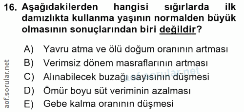 16. soru: Aşağıdakilerden hangisi sığırlarda ilk damızlıkta kullanma yaşının normalden büyük olmasının sonuçlarından biri değil…