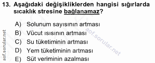 13. soru: Aşağıdaki değişikliklerden hangisi sığırlarda sıcaklık stresine bağlanamaz? A) Solunum sayısının artması B) Vücut ısı…