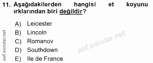 11. soru: Aşağıdakilerden hangisi et koyunu ırklarından biri değildir? A) Leicester B) Lincoln C) Romanov D) Southdown E) Ile d…
