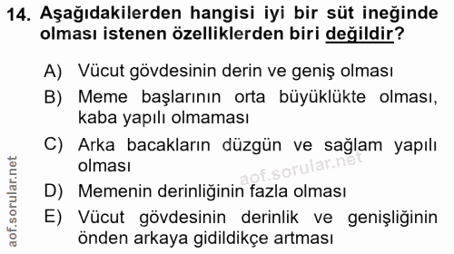 14. soru: Aşağıdakilerden hangisi iyi bir süt ineğinde olması istenen özelliklerden biri değildir? A) Vücut gövdesinin derin ve…