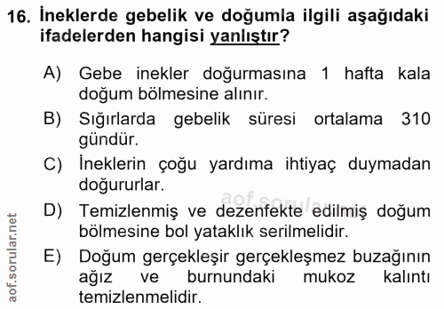 16. soru: İneklerde gebelik ve doğumla ilgili aşağıdaki ifadelerden hangisi yanlıştır? A) Gebe inekler doğurmasına 1 hafta kala…