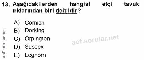 13. soru: Aşağıdakilerden hangisi etçi tavuk ırklarından biri değildir? A) Cornish B) Dorking ar. C) Orpington oru D) Sussex ao…