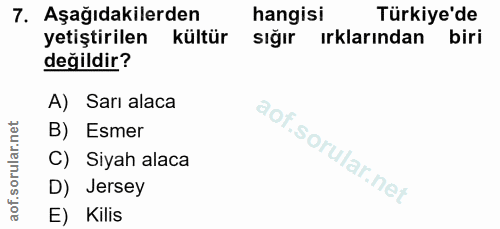 7. soru: Aşağıdakilerden hangisi Türkiye'de yetiştirilen kültür sığır ırklarından biri değildir? A) Sarı alaca B) Esmer C) Siy…
