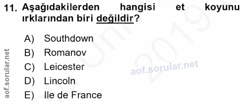 11. soru: Aşağıdakilerden hangisi et koyunu ırklarından biri değildir? A) Southdown B) Romanov C) Leicester D) Lincoln E) Ile d…