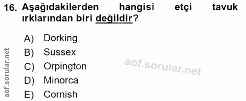 16. soru: Aşağıdakilerden hangisi etçi tavuk ırklarından biri değildir? A) Dorking B) Sussex C) Orpington D) Minorca E) Cornish