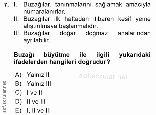 7. soru: I. Buzağılar, tanınmalarını sağlamak amacıyla numaralanırlar. II. Buzağılar ilk haftadan itibaren kesif yeme alıştırı…