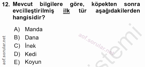 12. soru: Mevcut bilgilere göre, köpekten sonra evcilleştirilmiş ilk tür aşağıdakilerden hangisidir? A) Manda B) Dana .sorular.…