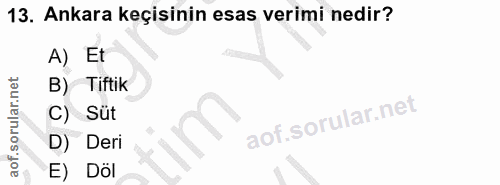 13. soru: Ankara keçisinin esas verimi nedir? A) Et B) Tiftik C) Süt D) Deri E) Döl