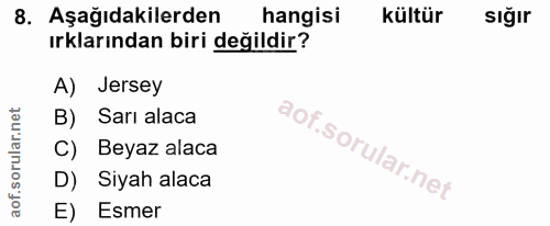 8. soru: Aşağıdakilerden hangisi kültür sığır ırklarından biri değildir? A) Jersey B) Sarı alaca C) Beyaz alaca D) Siyah alaca…