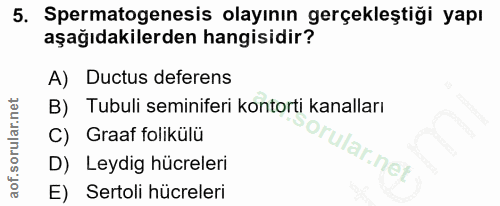 5. soru: Spermatogenesis olayının gerçekleştiği yapı aşağıdakilerden hangisidir? A) Ductus deferens B) Tubuli seminiferi konto…