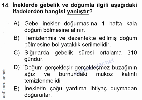 14. soru: İneklerde gebelik ve doğumla ilgili aşağıdaki ifadelerden hangisi yanlıştır? A) Gebe inekler doğurmasına 1 hafta kala…