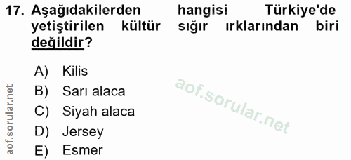 17. soru: Aşağıdakilerden hangisi Türkiye'de yetiştirilen kültür siğır ırklarından biri değildir? A) Kilis B) Sarı alaca C) Siy…