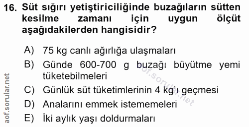 16. soru: Süt sığırı yetiştiriciliğinde buzağıların sütten kesilme zamanı için uygun ölçüt aşağıdakilerden hangisidir? A) 75 kg…