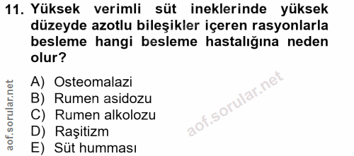 11. soru: Yüksek verimli süt ineklerinde yüksek düzeyde azotlu bileşikler içeren rasyonlarla besleme hangi besleme hastalığına…