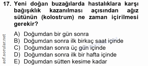 17. soru: Yeni doğan buzağılarda hastalıklara karşı bağışıklık kazanılması açısından ağız sütünün (kolostrum) ne zaman içirilme…