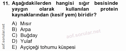 11. soru: Aşağıdakilerden hangisi sığır besisinde yaygin olarak kullanılan protein kaynaklarından (kesif yem) biridir? A) Mısır…