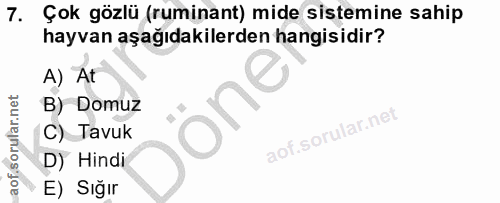7. soru: Çok gözlü (ruminant) mide sistemine sahip hayvan aşağıdakilerden hangisidir? A) At B) Domuz C) Tavuk D) Hindi E) Sığır