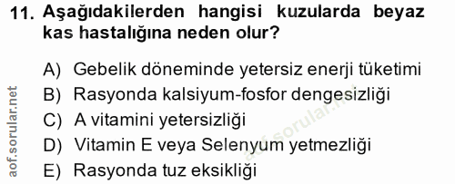 11. soru: Aşağıdakilerden hangisi kuzularda beyaz kas hastalığına neden olur? A) Gebelik döneminde yetersiz enerji tüketimi B)…