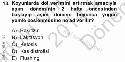 13. soru: Koyunlarda döl verimini artırmak amacıyla aşım döneminin 2 hafta öncesinden başlayıp aşım dönemi boyunca yoğun yemle…