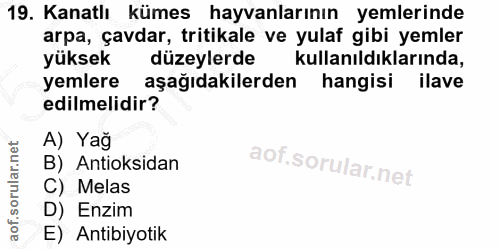 19. soru: Kanatlı kümes hayvanlarının yemlerinde arpa, çavdar, tritikale ve yulaf gibi yemler yüksek düzeylerde l kullanıldıkla…