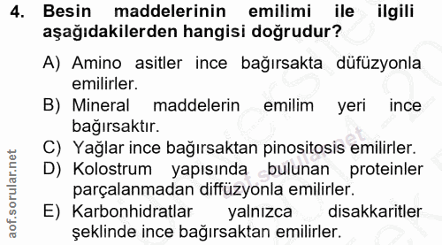 4. soru: Besin maddelerinin emilimi ile ilgili aşağıdakilerden hangisi doğrudur? A) Amino asitler ince bağırsakta düfüzyonla e…
