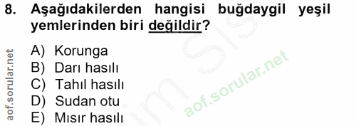 8. soru: Aşağıdakilerden hangisi buğdaygil yeşil yemlerinden biri değildir? A) Korunga B) Darı hasılı C) Tahıl hasılı D) Sudan…