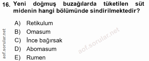 16. soru: Yeni doğmuş buzağılarda tüketilen süt midenin hangi bölümünde sindirilmektedir? A) Retikulum B) Omasum C) Ince bağırs…