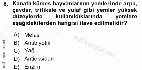 8. soru: Kanatlı kümes hayvanlarının yemlerinde arpa, çavdar, tritikale ve yulaf gibi yemler yüksek düzeylerde kullanıldıkları…