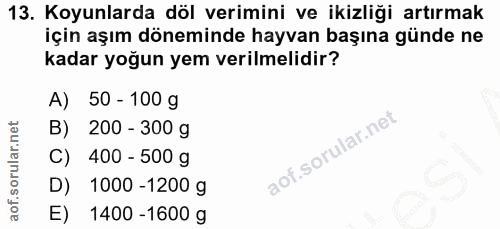 13. soru: Koyunlarda döl verimini ve ikizliği artırmak için aşım döneminde hayvan başına günde ne kadar yoğun yem verilmelidir?…