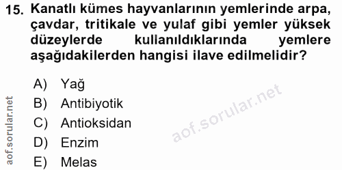 15. soru: Kanatlı kümes hayvanlarının yemlerinde arpa, çavdar, tritikale ve yulaf gibi yemler yüksek düzeylerde kullanıldıkları…