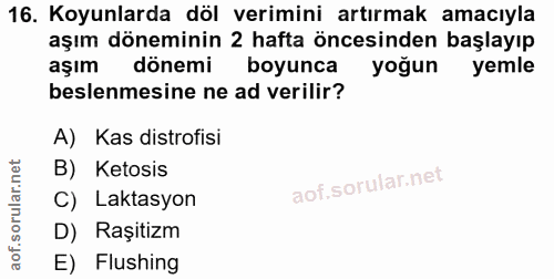 16. soru: Koyunlarda döl verimini artırmak amacıyla aşım döneminin 2 hafta öncesinden başlayıp aşım dönemi boyunca yoğun yemle…