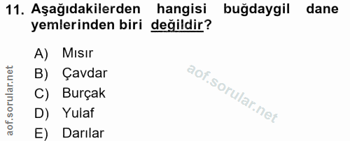 11. soru: Aşağıdakilerden hangisi buğdaygil dane yemlerinden biri değildir? A) Mısır B) Çavdar C) Burçak D) Yulaf E) Darılar