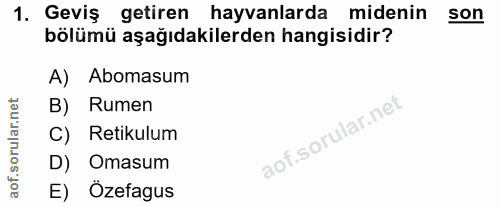 1. soru: Geviş getiren hayvanlarda midenin son bölümü aşağıdakilerden hangisidir? A) Abomasum B) Rumen C) Retikulum D) Omasum…