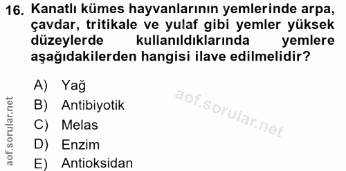 16. soru: Kanatlı kümes hayvanlarının yemlerinde arpa, çavdar, tritikale ve yulaf gibi yemler yüksek düzeylerde kullanıldıkları…