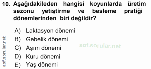10. soru: Aşağıdakileden hangisi koyunlarda üretim sezonu yetiştirme ve besleme pratiği dönemlerinden biri değildir? A) Laktasy…